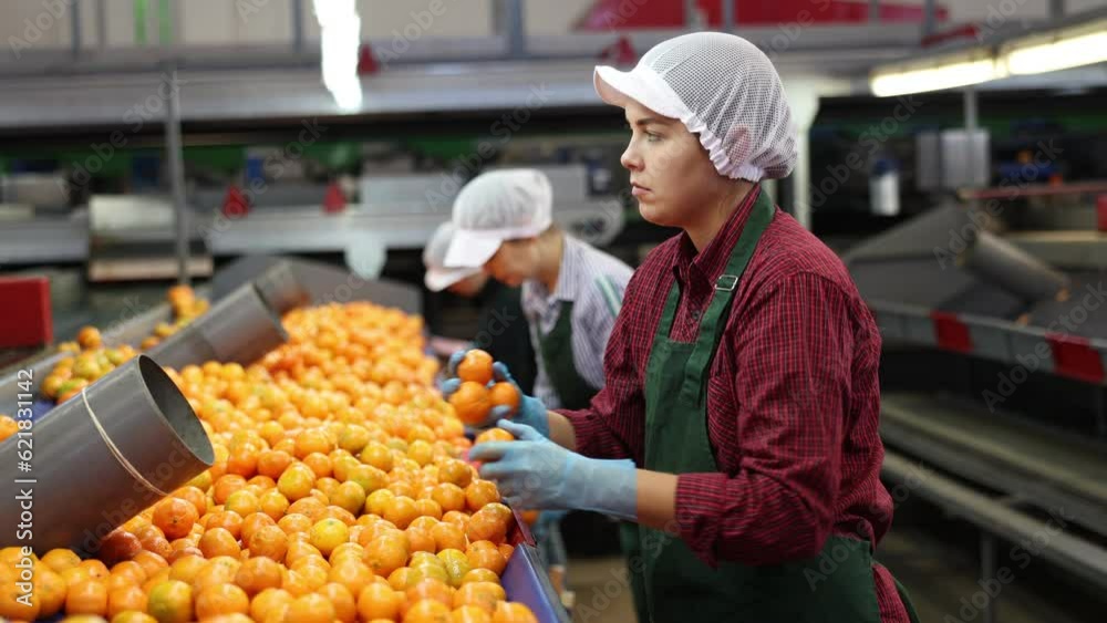 High angle view of group of people working in citrus processing factory. Female workers sorting tangerines on conveyor line, young man helper stacking boxes of selected fruits. High quality 4k footage