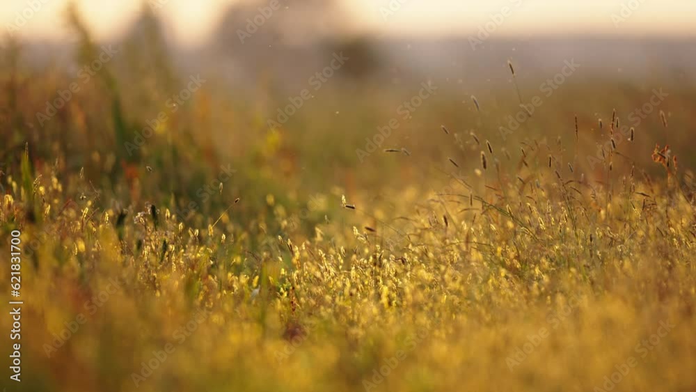Golden hour glow illuminates grass blowing in wind with shallow depth of field Golden hour glow illuminates grass blowing in wind with shallow depth of field