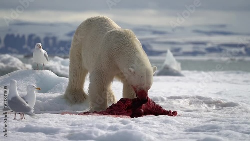 Video Polar bear (Ursus maritimus) feeding on the carcass of a preyed seal on ice floe, Svalbard, Norwegian Arctic, Norway, Europe photo