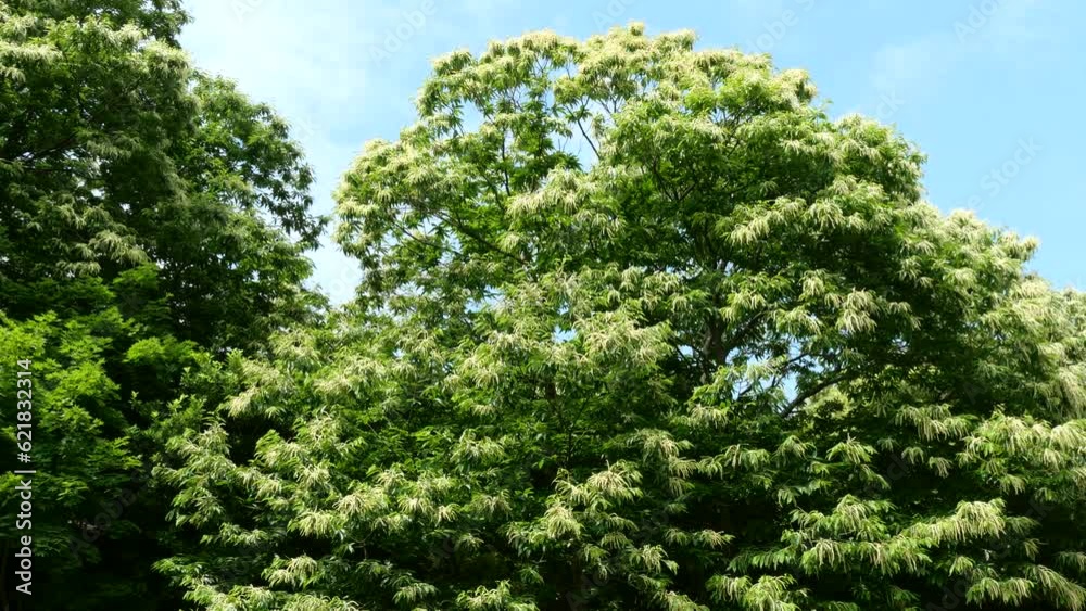花が咲いた大きい栗の木 花が咲いた大きい栗の木
