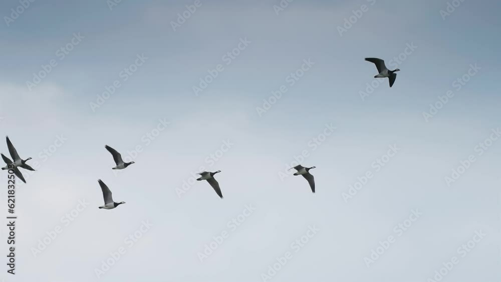 Wild geese migration. A flock of birds fly in wedge formation in the blue sky. Wild geese migration. A flock of birds fly in wedge formation in the blue sky.