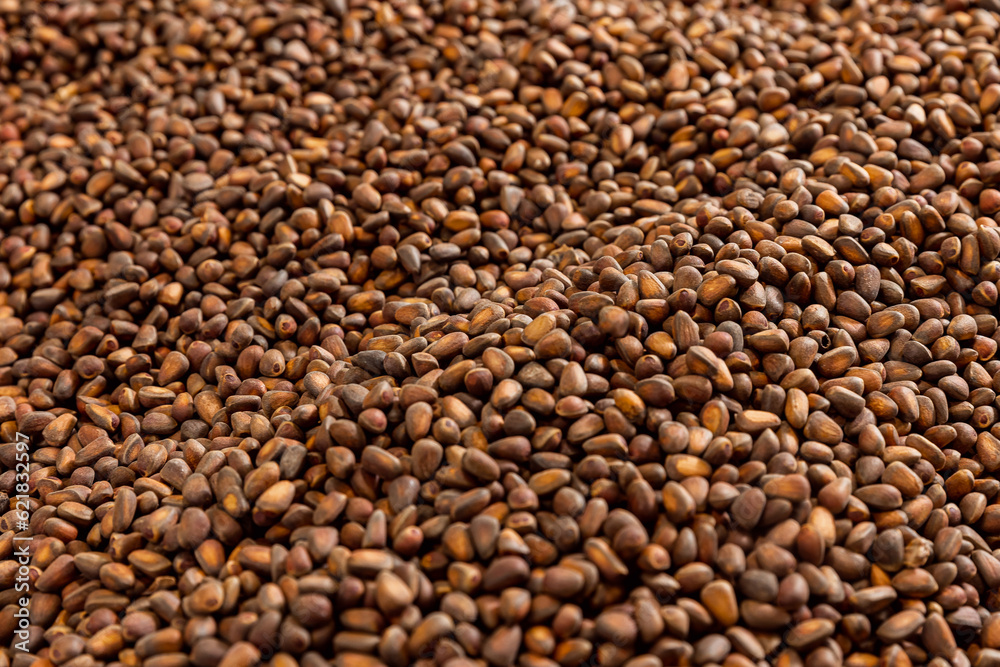 Texture ripe fresh brown pine nuts in shell as background.Top view protein from Cedar, Pinaceae Texture ripe fresh brown pine nuts in shell as background.Top view protein from Cedar, Pinaceae