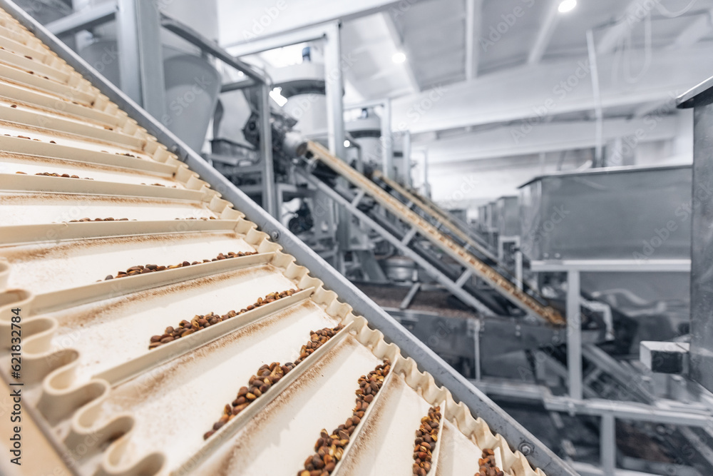 Raw ripe fresh brown pine nuts in shell on conveyor. Industrial organic food factory