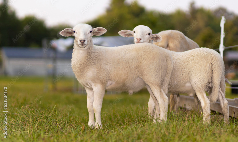 Twin Katahdin sheep lamb on a green pasture