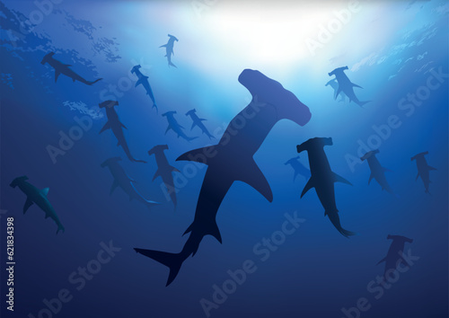Hammerhead Sharks in Deep B...