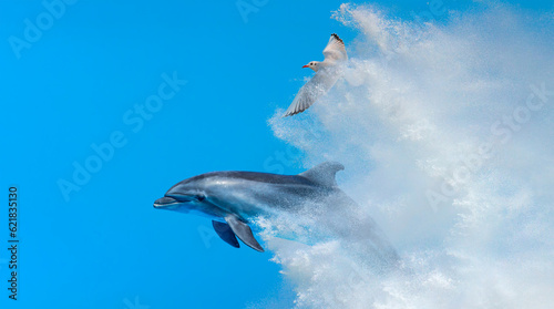 Dolphin jumping on the water of strong sea wave with seagull