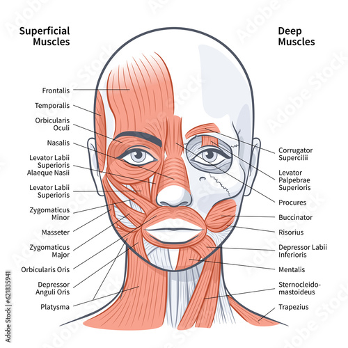 Woman face superficial deep muscles scheme vector illustration photo