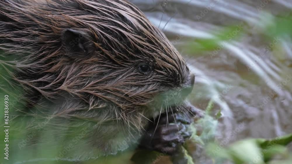 Video European beaver (Castor fiber), sitting in the water and eating willow branches, Fulda, Hesse, Germany, Europe Video European beaver (Castor fiber), sitting in the water and eating willow branches, Fulda, Hesse, Germany, Europe
