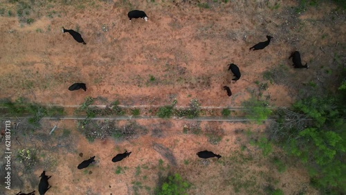 Aerial shot of black cows in a field.  Camera is looking straight down over cows and pans left to right. photo