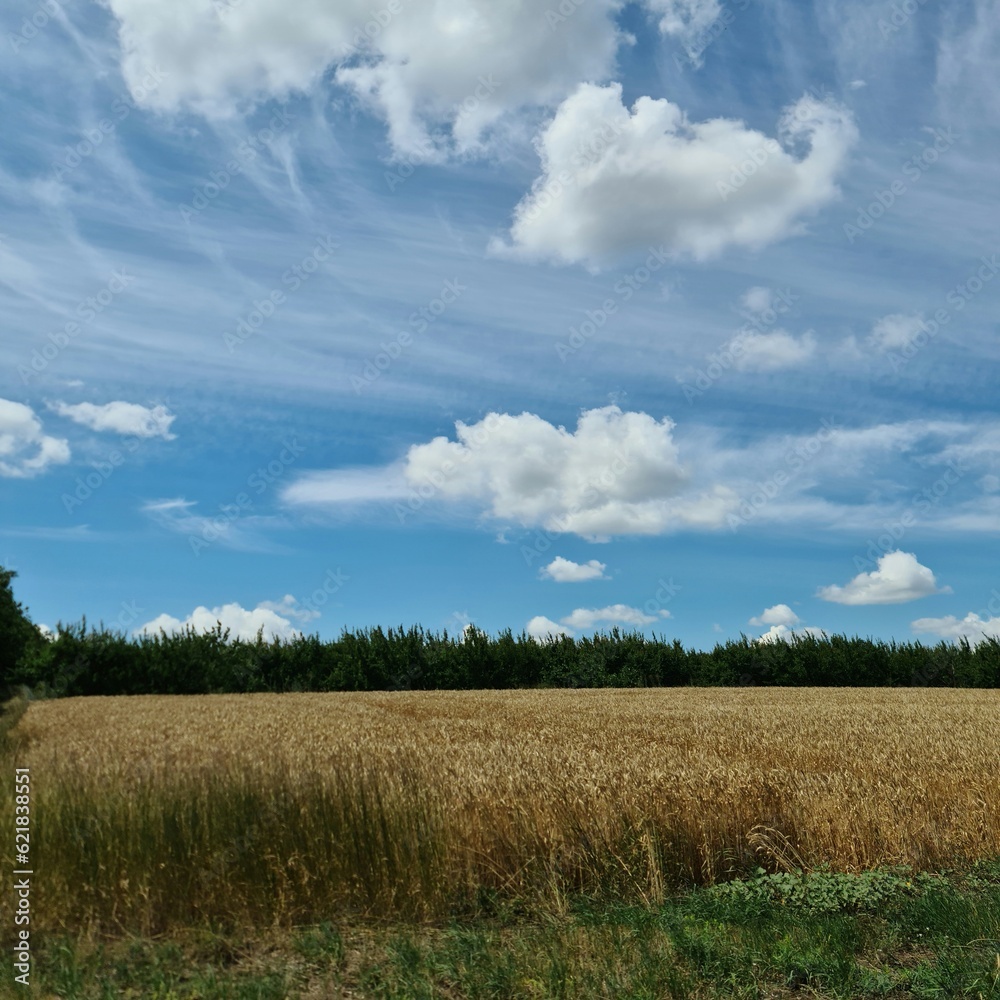 A field of wheat under a blue sky A field of wheat under a blue sky