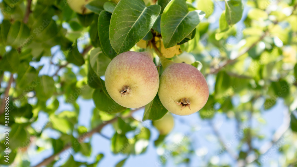 Pears ready to be harvested. Healthy fruits. Pears ready to be harvested. Healthy fruits.