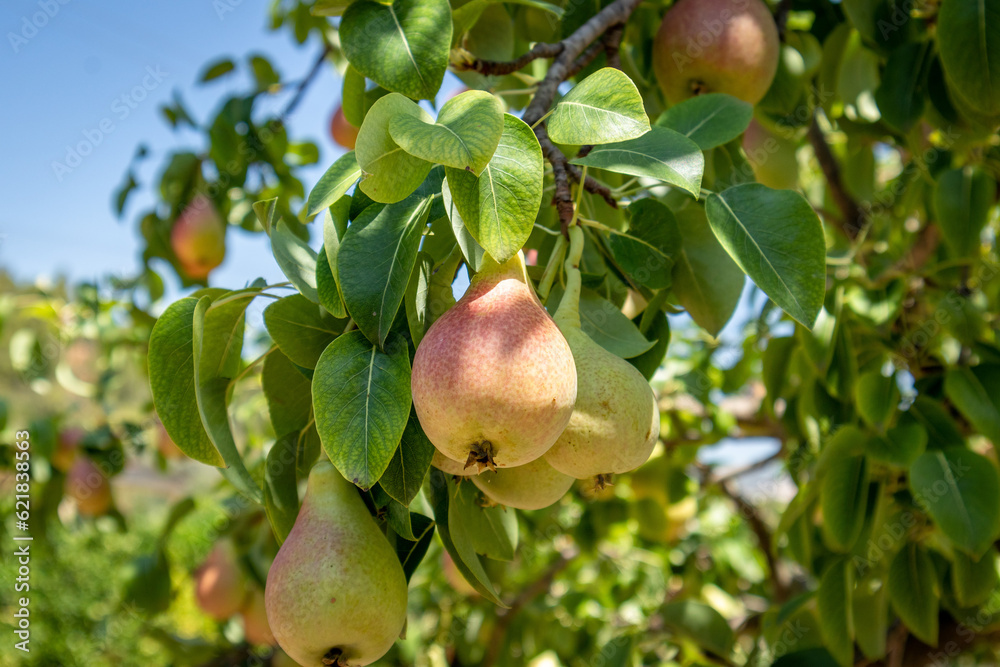 Pears ready to be harvested. Healthy fruits. Pears ready to be harvested. Healthy fruits.