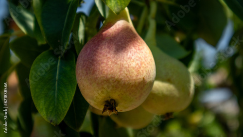 Pears ready to be harvested. Healthy fruits. 