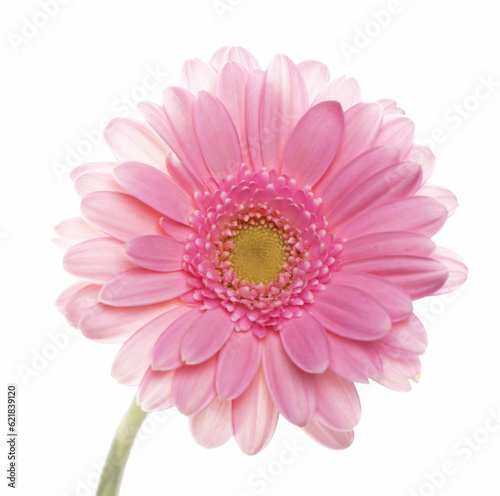 Pink gerbera single flower. Isolated onwhite studio macro