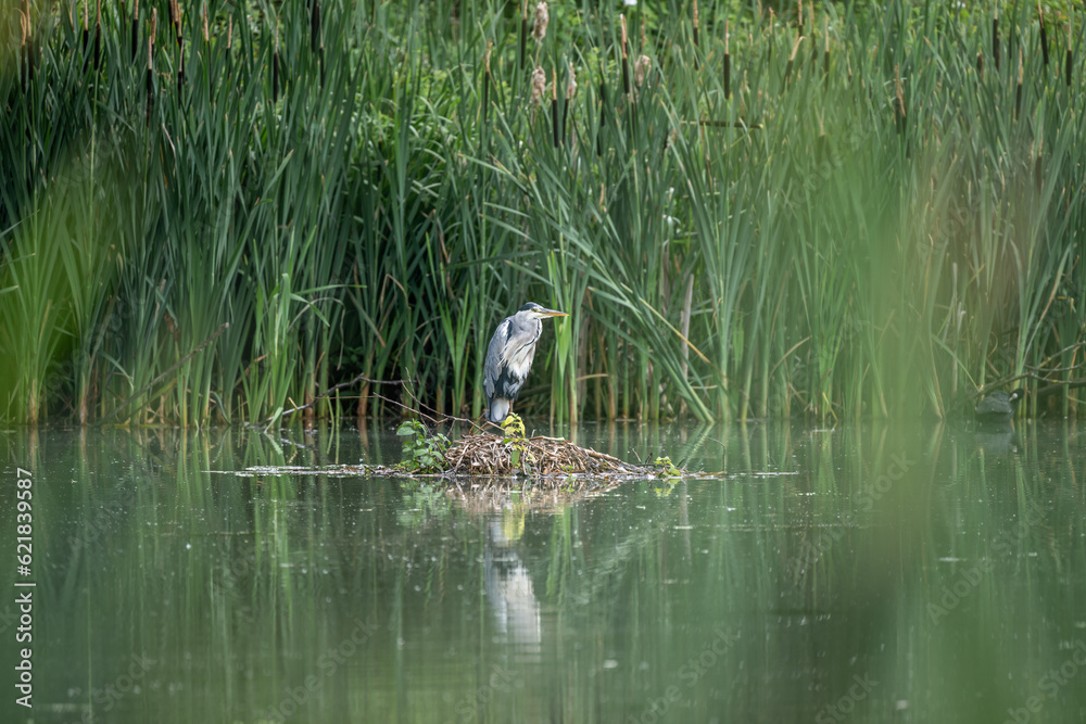 Grey Heron, Ardea cinerea perched on a bed of reeds on a lake Grey Heron, Ardea cinerea perched on a bed of reeds on a lake