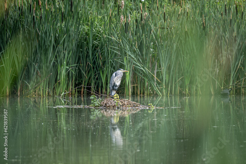 Grey Heron, Ardea cinerea perched on a bed of reeds on a lake