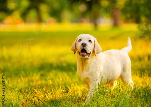 A golden-colored Labrador puppy walking in the park in the summer on the grass with a smile on his face, looking fervently at the owner. Summer walks for dogs concept