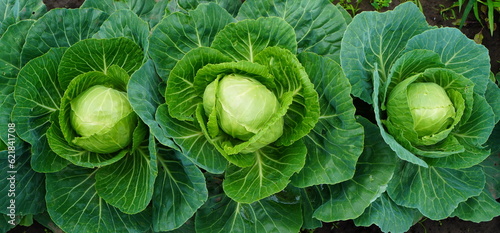 three heads of young cabbage with leaves on a bed on a garden plot close-up. The concept of growing eco-friendly food independently