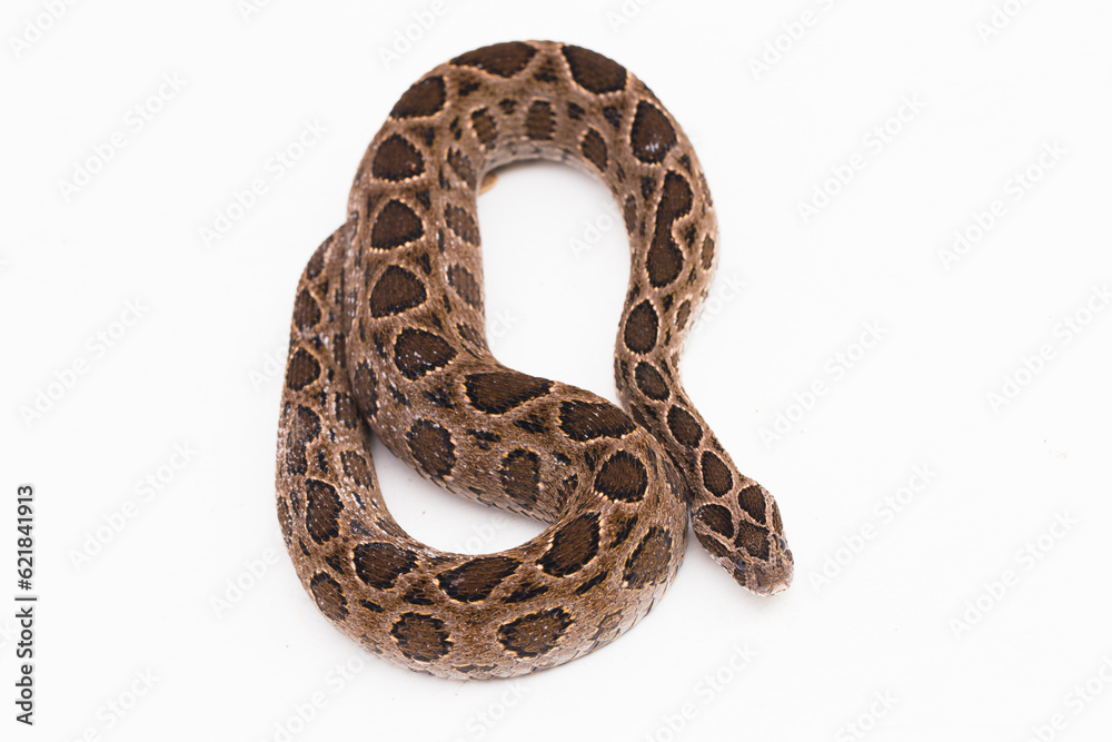 Fototapeta premium Russel`s Viper snake or Eastern Russel’s Viper Daboia siamensis isolated on white background