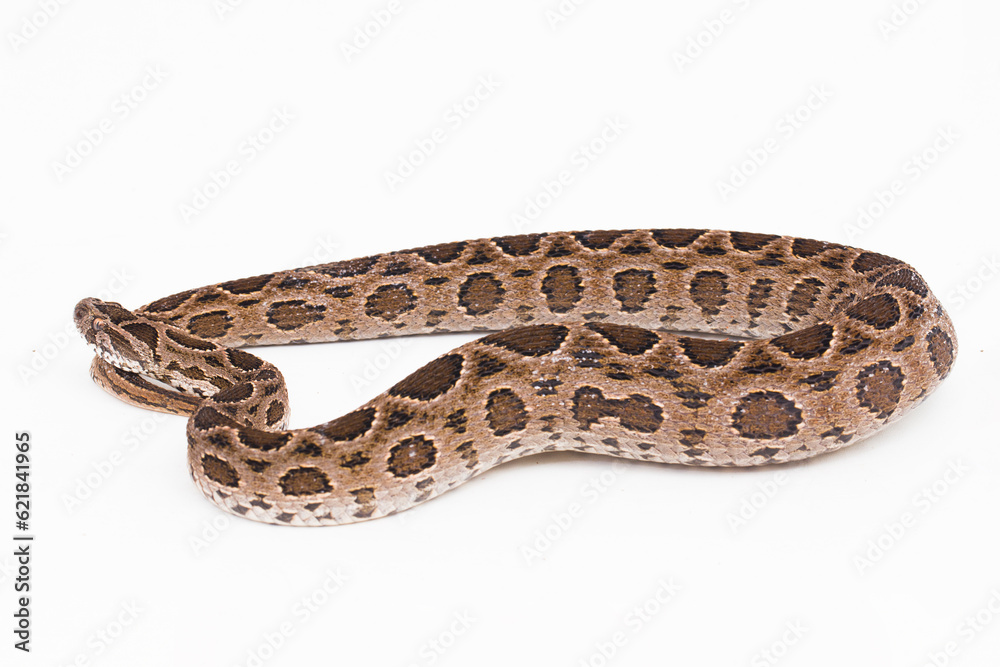 Russel`s Viper snake or Eastern Russel’s Viper Daboia siamensis isolated on white background Russel`s Viper snake or Eastern Russel’s Viper Daboia siamensis isolated on white background