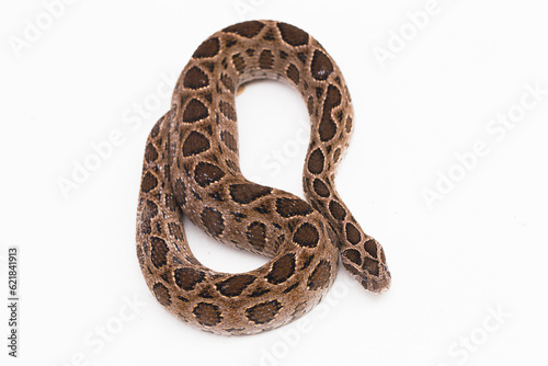 Russel`s Viper snake or Eastern Russel’s Viper Daboia siamensis isolated on white background