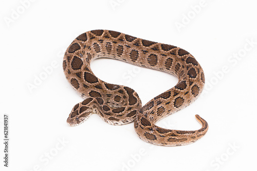 Russel`s Viper snake or Eastern Russel’s Viper Daboia siamensis isolated on white background