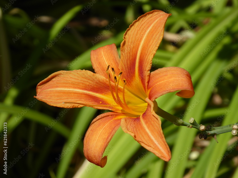 orange lily in the garden orange lily in the garden
