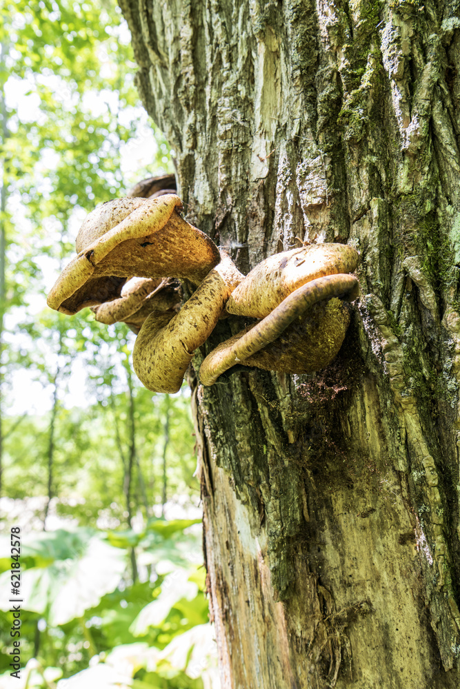 Mushrooms growing on a dead tree in a forest