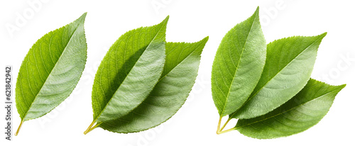 Set of fresh green leaves, cut out