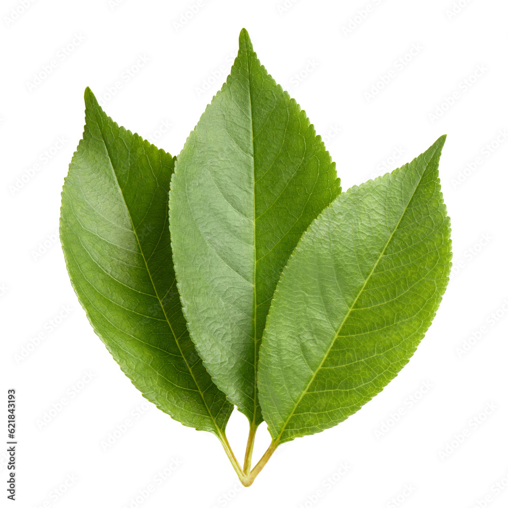 Fototapeta premium Fresh green leaves cut out