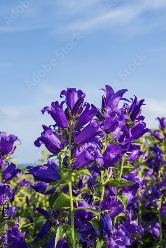 Campanula bellflowers in the field against the blue sky