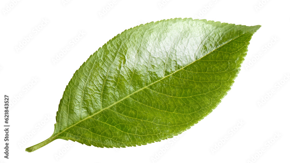 Obraz premium Fresh green leaf cut out