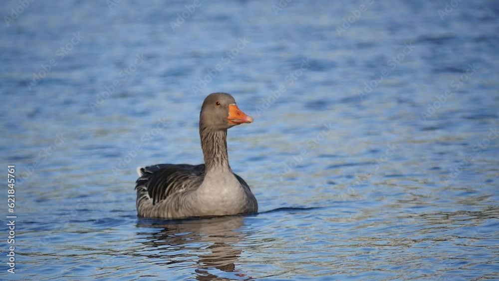 Greylag geese on the Elbe, Germany, Europe Greylag geese on the Elbe, Germany, Europe
