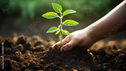 person planting plant on soil. ecology and planet conservation