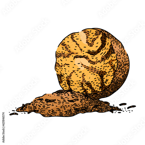 ground nutmeg spice hand drawn. flavor nut, seasoning spicy, aromatic condiment ground nutmeg spice vector sketch. isolated color illustration