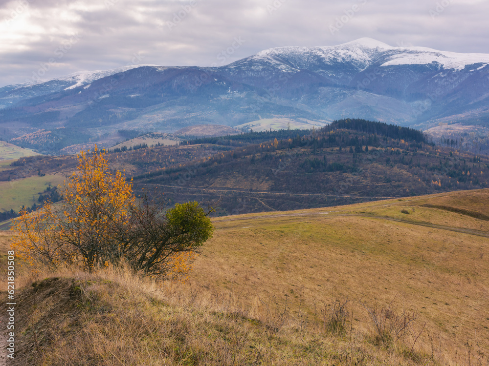 Naklejka premium trees in colorful foliage on the grassy hill. beautiful autumn landscape in mountains on a sunny day. carpathian countryside in fall season
