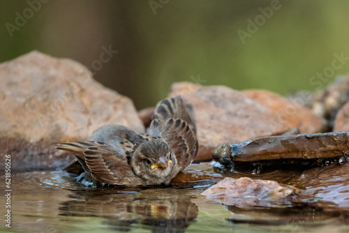 House sparrow. (Passer domesticus). Bird bathing in a pond. 