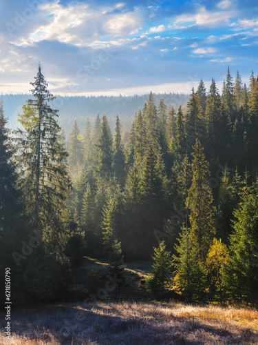 spruce forest landscape in morning fog. beautiful nature background in autumn. weather in fall season