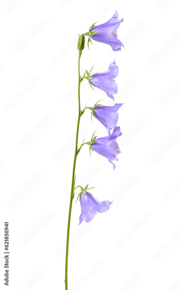 bluebell flower, isolated on a white background bluebell flower, isolated on a white background