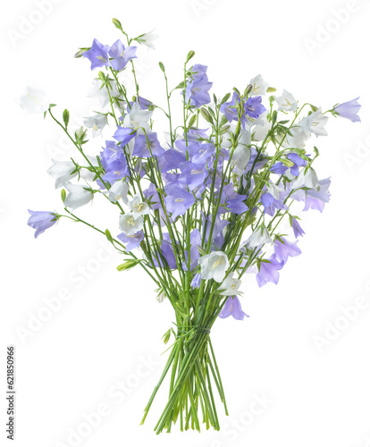 beautiful blooming bouquet blue and white bells flower isolated on white background