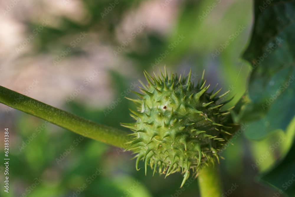 kwiat, roślina, flora, botanika, liść, kwiat, kwiat, Natura, naturalny, kwiatowy, piękno, piękny, tło, lato, świeży, kwiat, roślina, flora, botanika, liść, kwiat, kwiat, Natura, naturalny, kwiatowy, piękno, piękny, tło, lato, świeży,