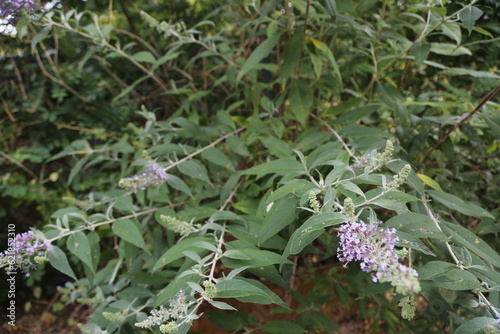 flower, nature, plant, garden, summer, flora, bloom, flowers, beauty, purple, grass