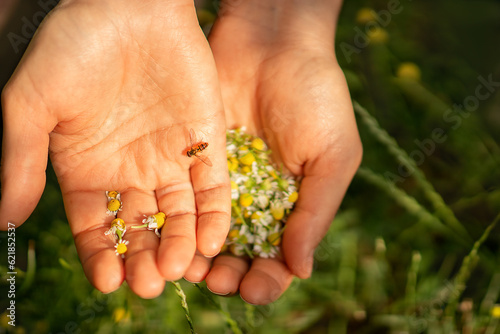 the photo shows two female hands, pharmacy chamomile flowers are collected on one palm, a small insect has settled on the other palm, the season of collecting herbs, the season of allergic reactions