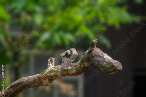 Light-vented bulbul is a small song bird. Pycnonotus sinensis