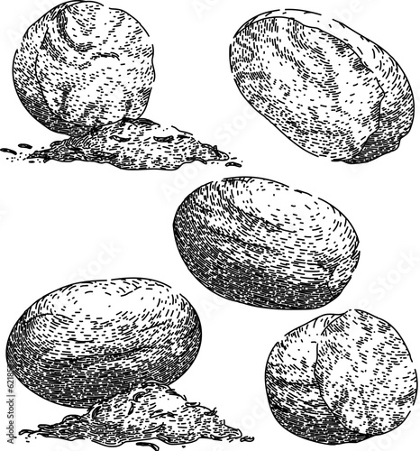 nutmeg spice set hand drawn. flavor nut, seasoning spicy, aromatic condiment nutmeg spice vector sketch. isolated black illustration