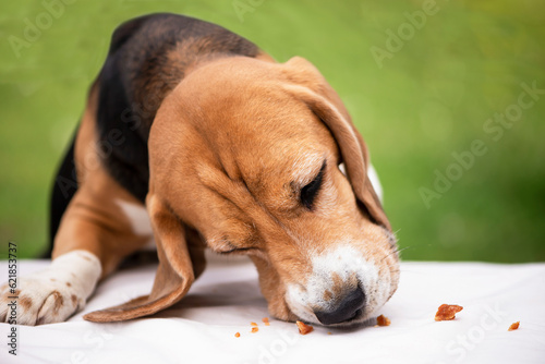 funny dog beagle attentively sniffs food on a green background