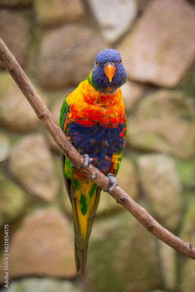 Rainbow Lorikeet Trichoglossus haematodus Closeup. Trichoglossus moluccanus. High quality photo Rainbow Lorikeet Trichoglossus haematodus Closeup. Trichoglossus moluccanus. High quality photo