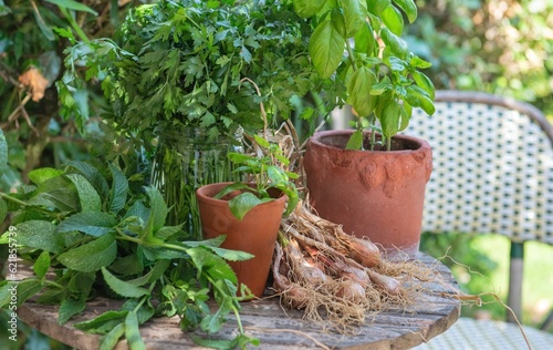 leaf of fresh mint and parsley with basil in a flower pot an onions arranged ...
