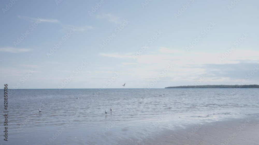 Large white seagulls on the sandy beach Large white seagulls on the sandy beach