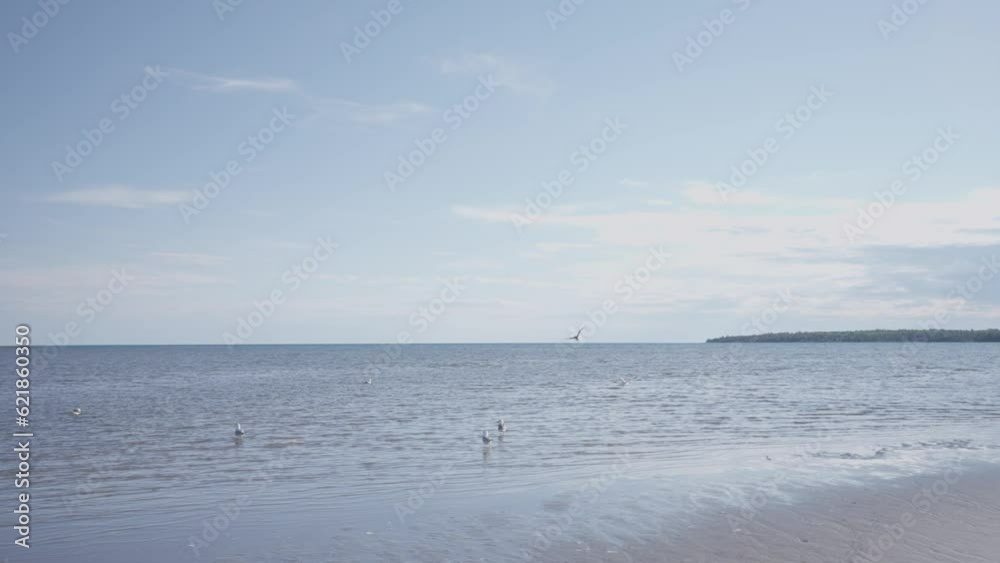 Seagulls flying against background of sky and blue clouds.